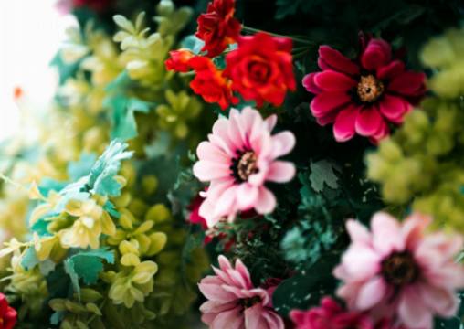 Bouquets de Œillets couleur bubblegum à faire soi-même : Le complément parfait à toute maison moderne