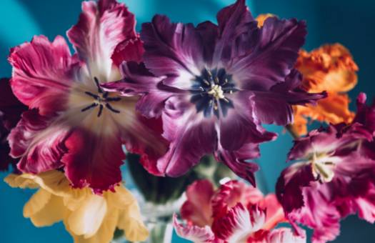 Réalisez vous-même des arrangements d'anthuriums roses : embellissez votre maison avec une élégance tropicale